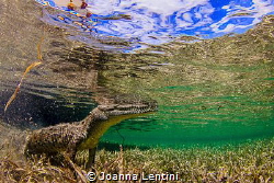 Saltwater Crocodile posing for me in Jardines de la Reina by Joanna Lentini 